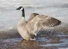 صورة توضيحية