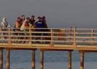 سمكة قرش تهاجم سائحة
