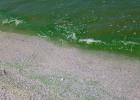 تحول مياه البحر الأبيض للون الأخضر