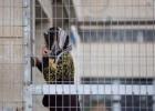 الأسيرات الفلسطينيات