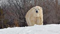 أنثى الدب القطبي