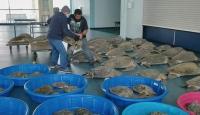 محاولة إنقاذ السلاحف البحرية المهددة بالانقراض من البرد القارس