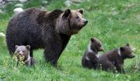أنثى الدب مع صغارها