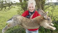 سرقة أكبر أرنب في العالم