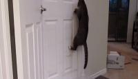 قط يفتح الباب