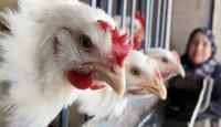 مزرعة دجاج في غزة