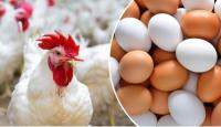 دجاج وبيض