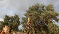 مواطنان يقومان بقطف الزيتونن-(أرشيفية).jpg