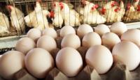 أسعار الدجاج والبيض في أسواق غزة