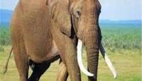 فيل يدهس مسنة هندية حتى الموت