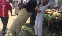 الاضاحي في مصر
