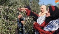 موسم قطف الزيتون في فلسطين