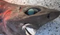سمكة قرش مخيفة