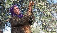موسم قطف الزيتون