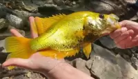 سمكة ذهبية نادرة