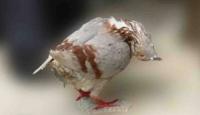 صورة توضيحية