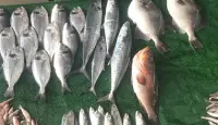 اسماك
