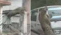 نمر يهاجم ولاية هندية