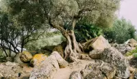 شجرة زيتون