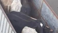 ابقار برازيلية
