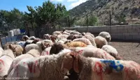 اضاحي العيد