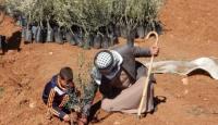 تخضير فلسطين
