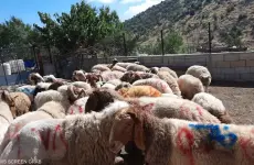 اضاحي العيد