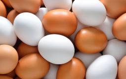 egg-1.jpg
