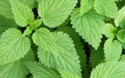 نبات القريص