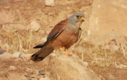 طيور من برية القدس