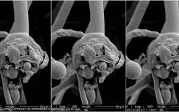 الفطر الاسود