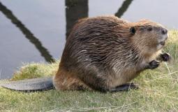 صورة توضيحية