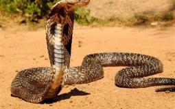 صورة توضيحية