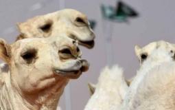 مسابقة جمال الابل في السعودية