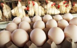 صورة توضيحية