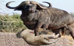صورة توضيحية