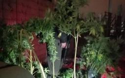 المواد المخدرة المضبوطة