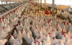 صورة ارشيفية