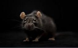 انتشار فيروس جديد بين الفئران في السويد