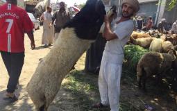 الاضاحي في مصر