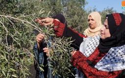 موسم قطف الزيتون في فلسطين