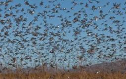 الجراد الصحراوي