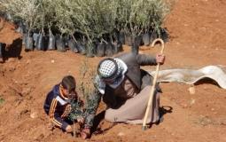 تخضير فلسطين