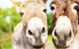 حليب الحمير