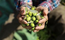 موسم قطف الزيتون في فلسطين- أرشيفية