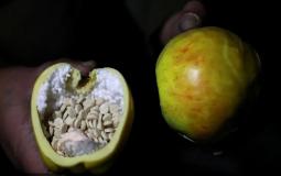 مخدر "الكبتاغون" في فواكه بلاستيكية
