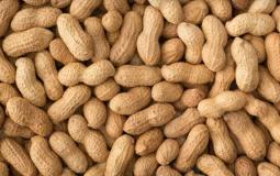 الفول السوداني