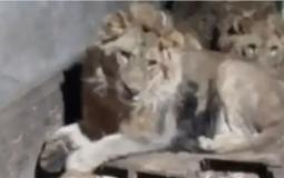 جانب من الفيديو