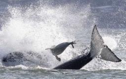 جانب من الفيديو