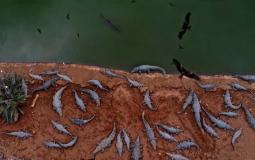 مجزرة التماسيح